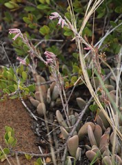 Adromischus umbraticola