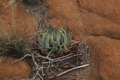 Aloe peglerae