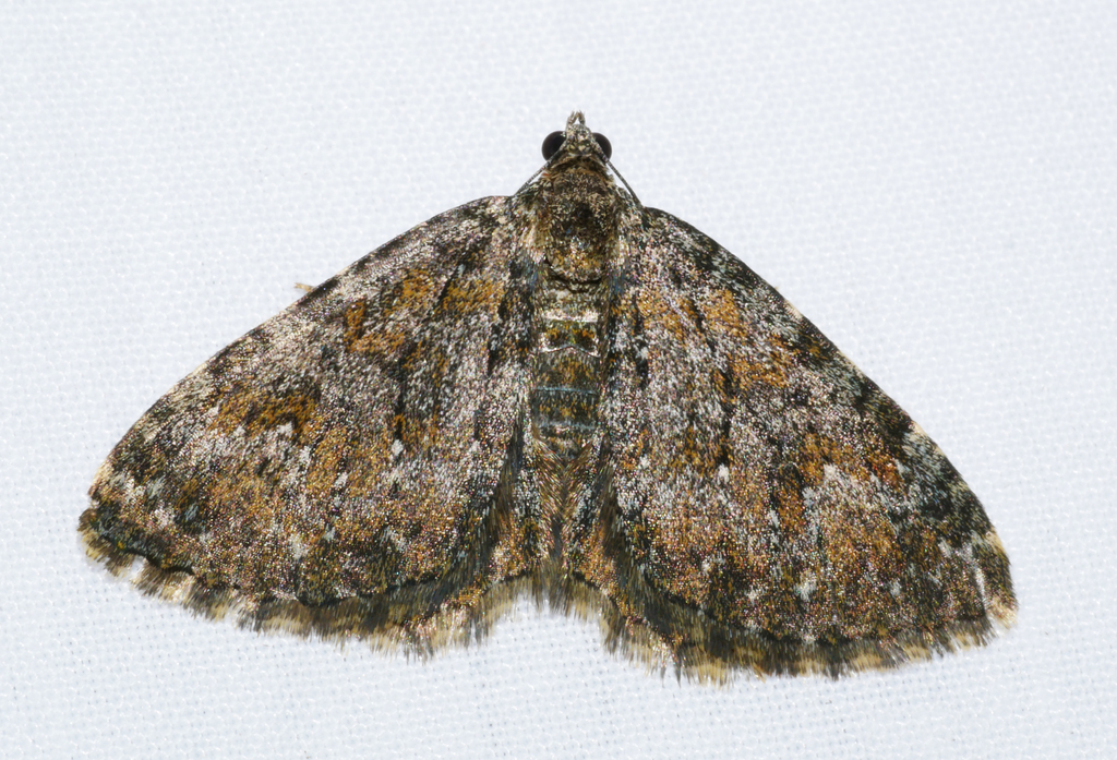Chrysolarentia aglaodes
