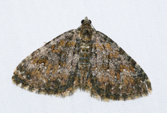 Chrysolarentia aglaodes