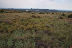 Searsia magalismontana magalismontana