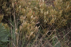 Searsia magalismontana magalismontana