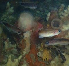 Trachinops caudimaculatus