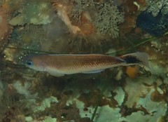 Trachinops caudimaculatus