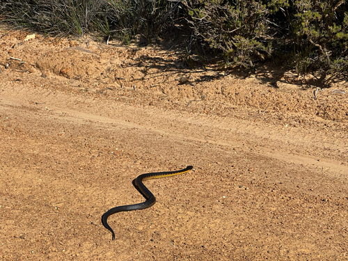Western Tiger Snake sighting