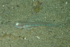 Nesogobius