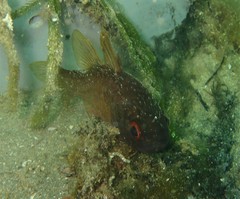 Vincentia conspersa