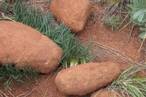 Fusifilum depressum