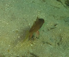 Vincentia conspersa