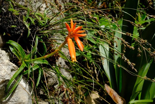 Thompson's Grass Aloe (Aloe thompsoniae)