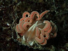 Phyllodesmium serratum
