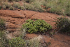 Searsia magalismontana magalismontana