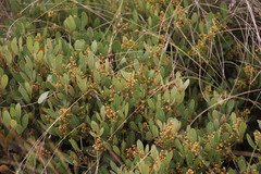 Searsia magalismontana magalismontana