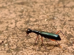 Neocollyris