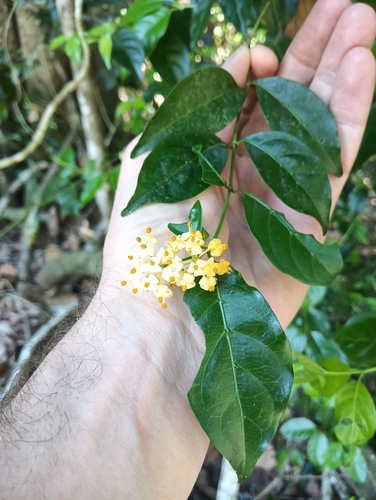 Gynochthodes jasminoides observed 2025-10-24