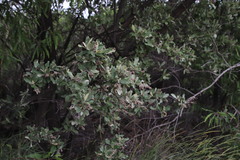 Brachylaena transvaalensis