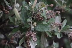 Brachylaena transvaalensis