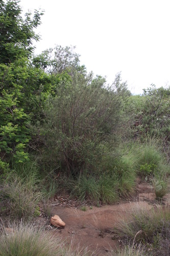 Image of Phylica paniculata by (c) Tony Rebelo, some rights reserved (CC BY-SA)