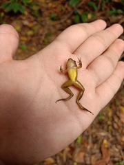 Limnonectes plicatellus