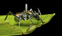 Polyrhachis brisbanensis