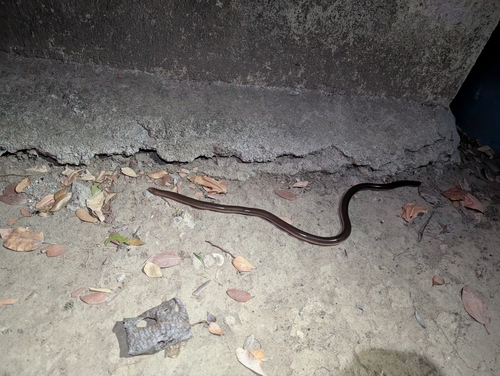 Photo of a Mocquard's Worm Snake (Madatyphlops decorsei)