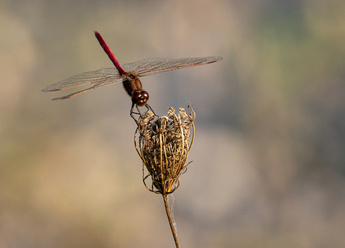 Saffron-winged Meadowhawk photo 6