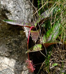 Ledebouria floribunda