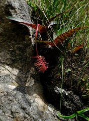 Ledebouria floribunda