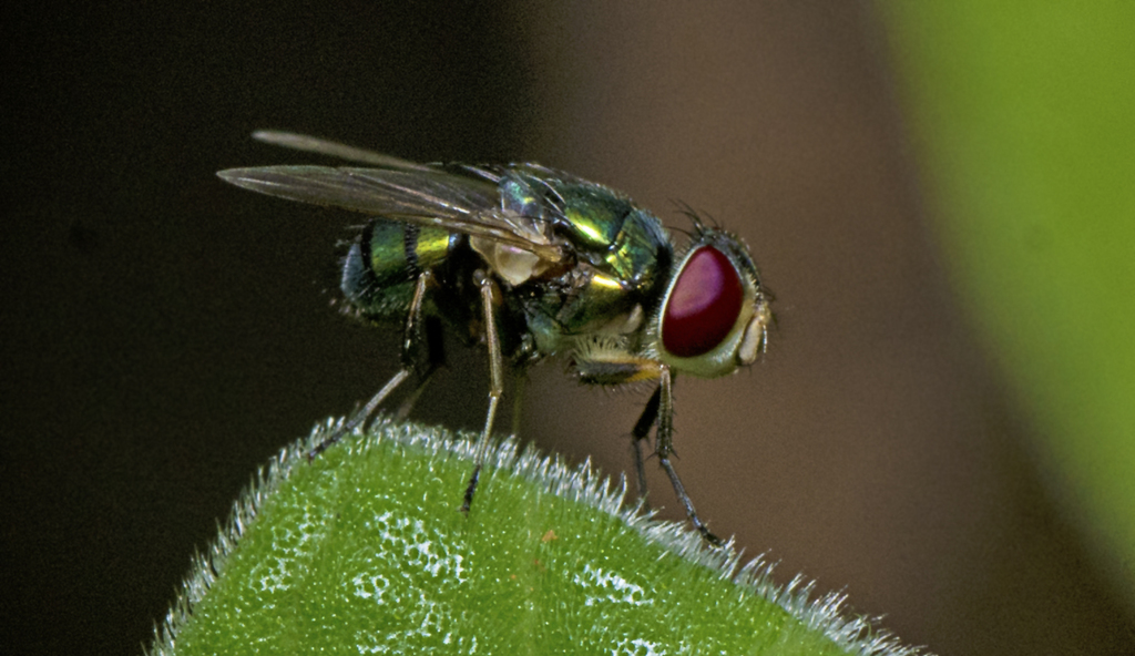 small hairy maggot blowfly