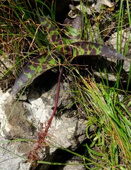 Ledebouria floribunda