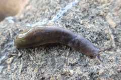 Laevicaulis natalensis