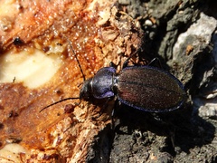 Carabus regalis