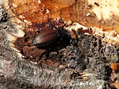 Carabus regalis