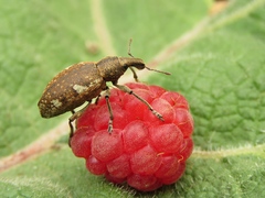 Trichalophus boeberi