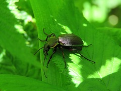 Carabus leachi