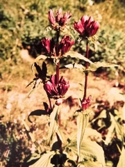 Gentiana pannonica