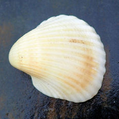 Anadara pilula