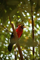 Lybius bidentatus