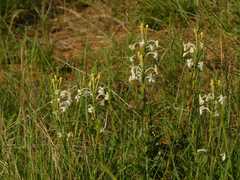 Chascanum hederaceum