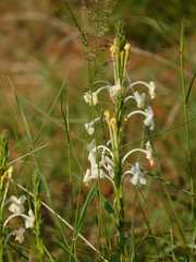 Chascanum hederaceum