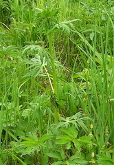Aconitum fischeri