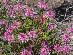 Pimelea rosea
