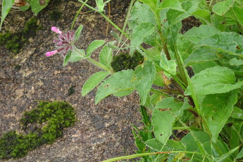 Clinopodium macranthum iNat (1)