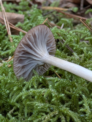 Cuphophyllus subviolaceus