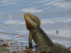 Intellagama lesueurii lesueurii