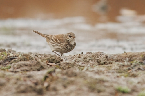 Pipit farlouse