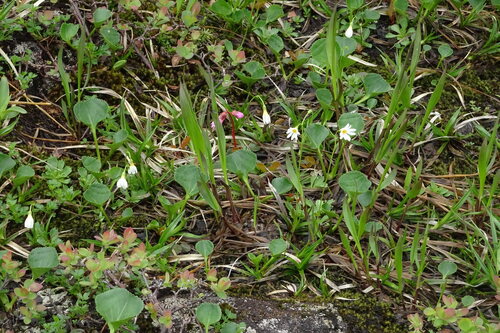 Primula nipponica iNat (1)