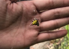 Gasteracantha sauteri