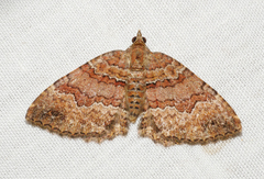 Chrysolarentia bichromata