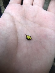 Gasteracantha sauteri